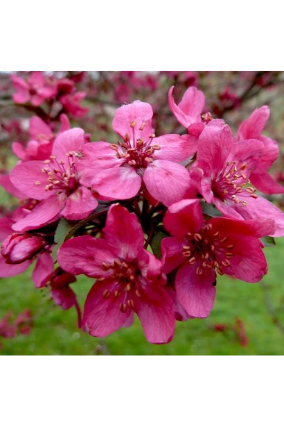 Плакуча яблуня Роял Б’юті — весняна окраса ландшафту.